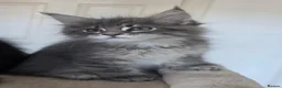 Maine Coon cats for sale: Maine coon kitten  - Advert 38