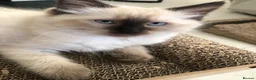 Ragdoll cats for sale: Beautiful Ragdoll kitties - Advert 2