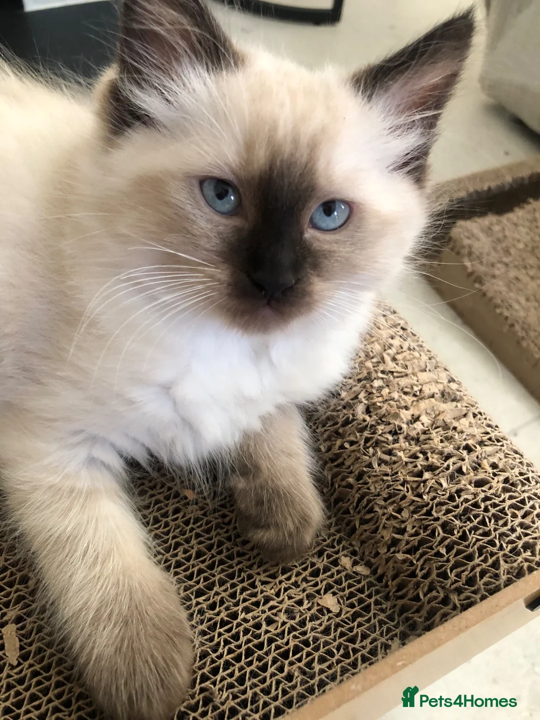 Ragdoll cats for sale: Beautiful Ragdoll kitties - Advert 2