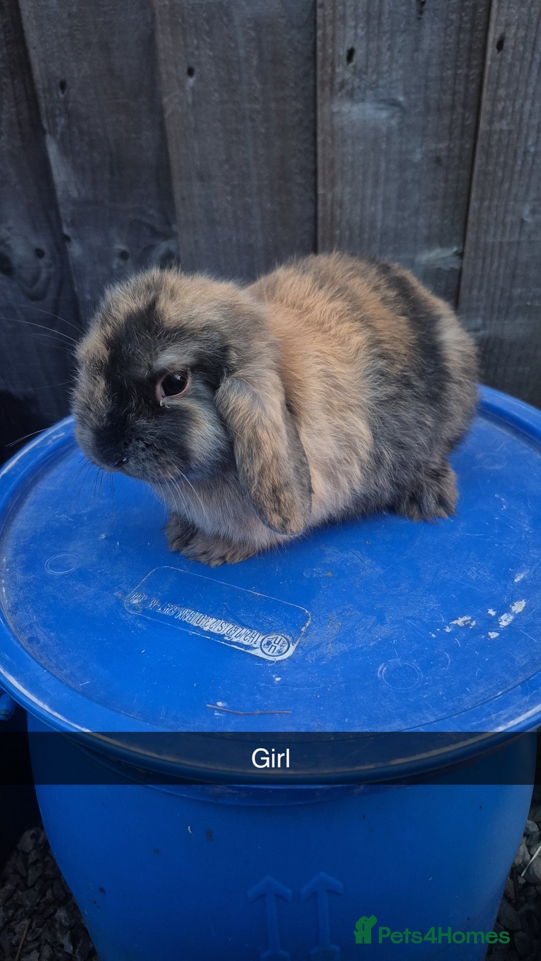 Lionhead rabbits for sale: Lionhead Baby Rabbits 8 weeks (Friendly) - Advert 5