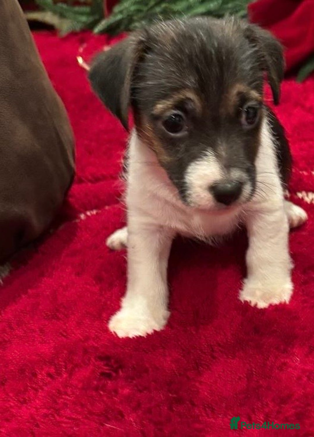Jack Russell dogs for sale: Jack Russell puppy  - Advert 2