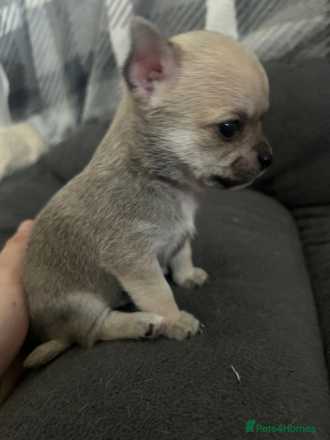 Chihuahua dogs for sale: smooth coat chihuahuas. Only the little boy left  - Advert 24