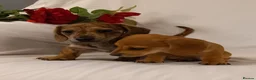 Miniature Dachshund dogs for sale: Stunning rare red brindle little girl kc reg  - Advert 9