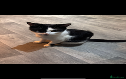 Mixed Breed cats for sale: Our Oreo - Image 1