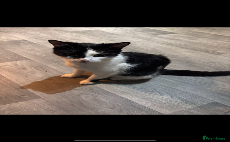 Mixed Breed cats - Advert 7