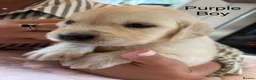 Golden Retriever dogs for sale:     Stunning KC Registered Golden Retriever Pups - Advert 18