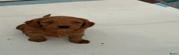 Labradoodle dogs for sale: Beautiful Aussie labradoodles  - Advert 19