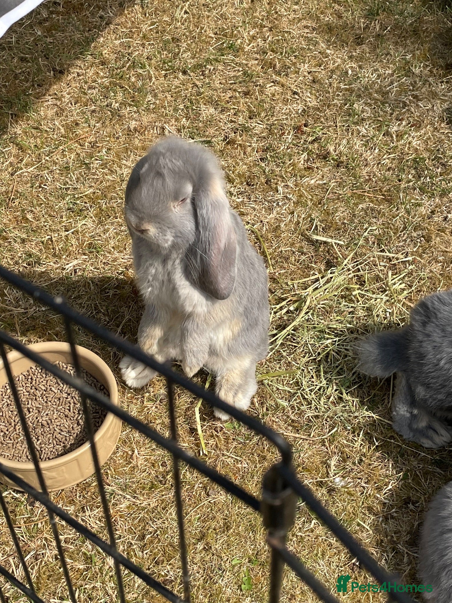 French Lop rabbits Beautiful French Lop Babies - Advert 1