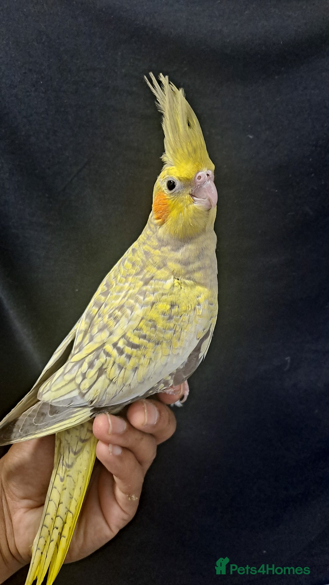 Cockatiels birds for sale: Silly hand tamed baby cockatiels for sale  - Image 9