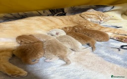 Scottish Fold cats for sale: Gorgeous ginger and creamy Scottish folds/straight - Image 6