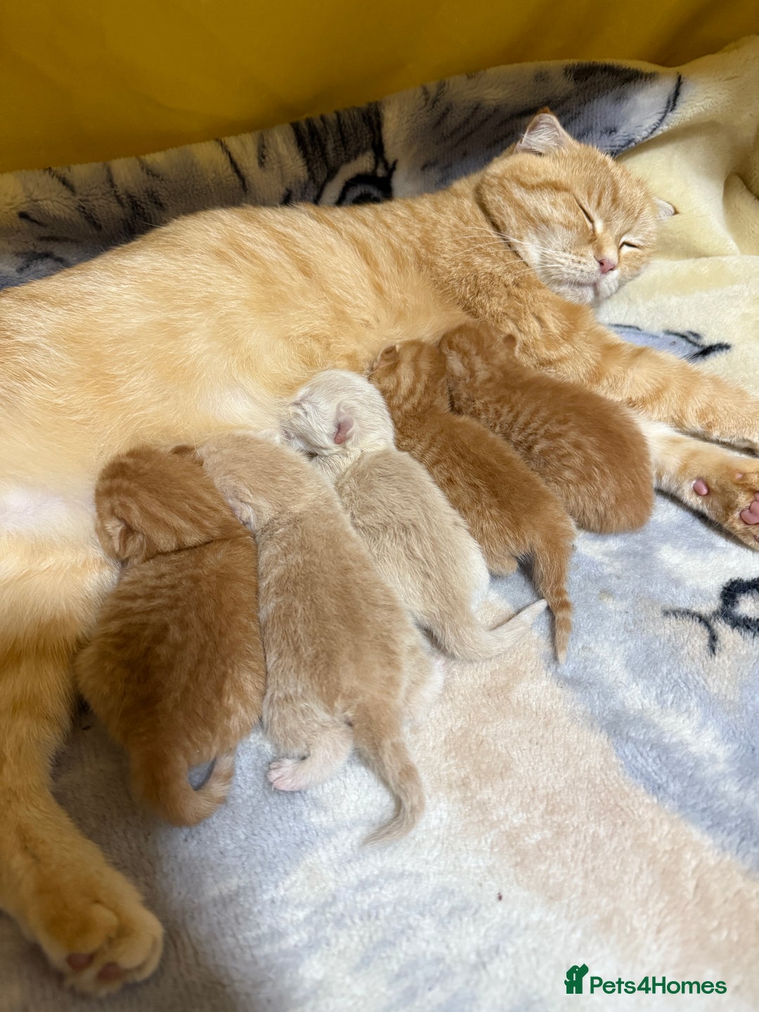 Scottish Fold cats for sale: Gorgeous ginger and creamy Scottish folds/straight - Image 6