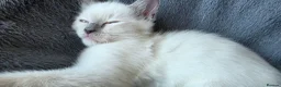 Ragdoll cats for sale: Ragdoll kittens 💉🩺 vaccinated & microchipped - Advert 27