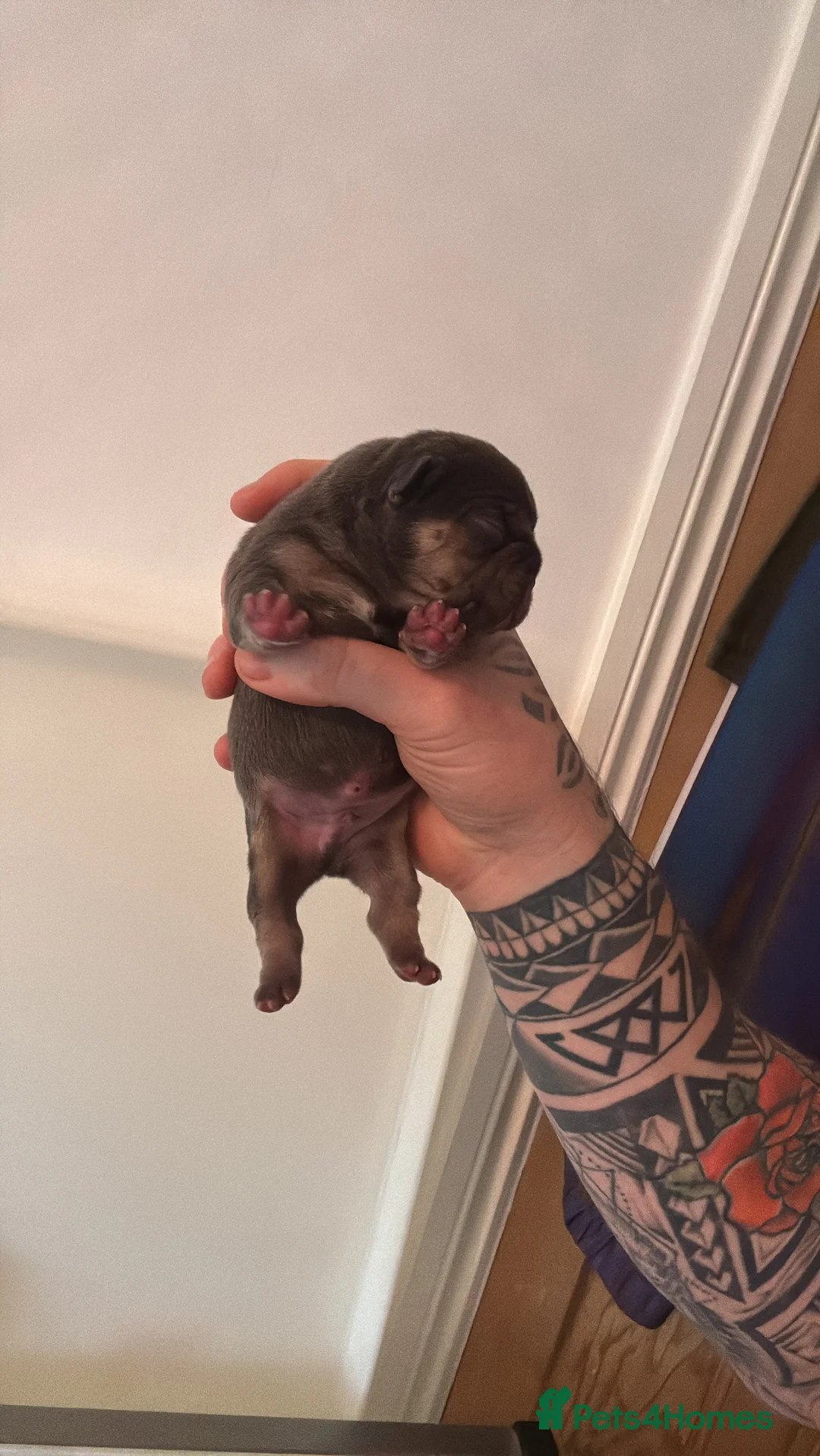 French Bulldog dogs for sale: HIGHLY HEALTH TESTED FRENCHIE PUPS - Advert 7