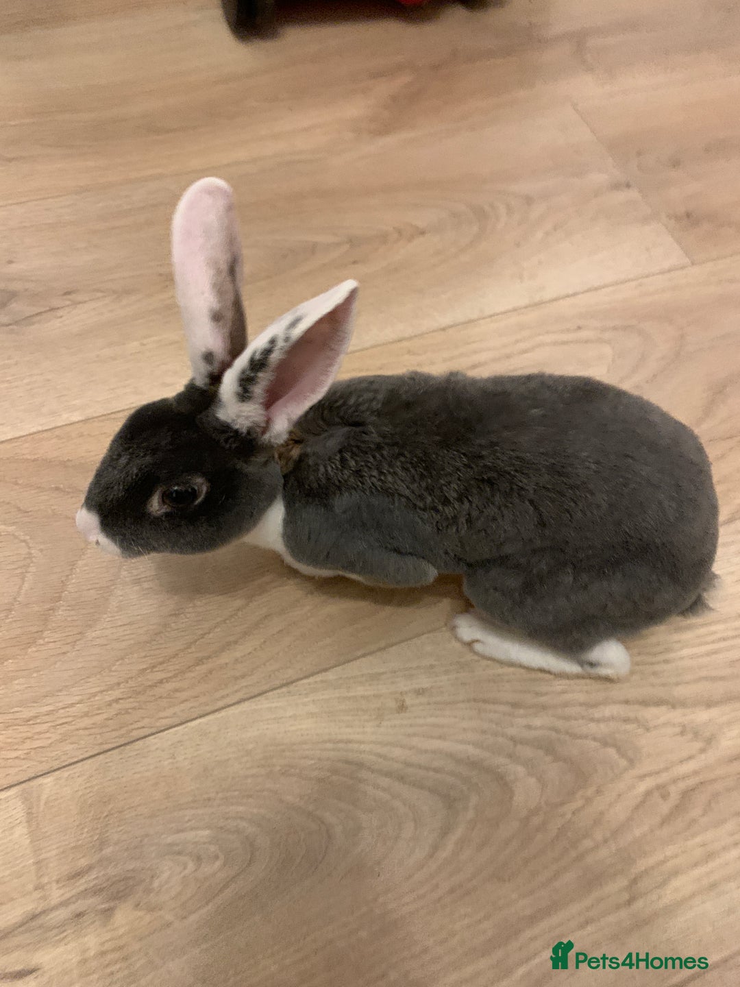 Rex rabbits for sale: Male Mini Rex - Image 4
