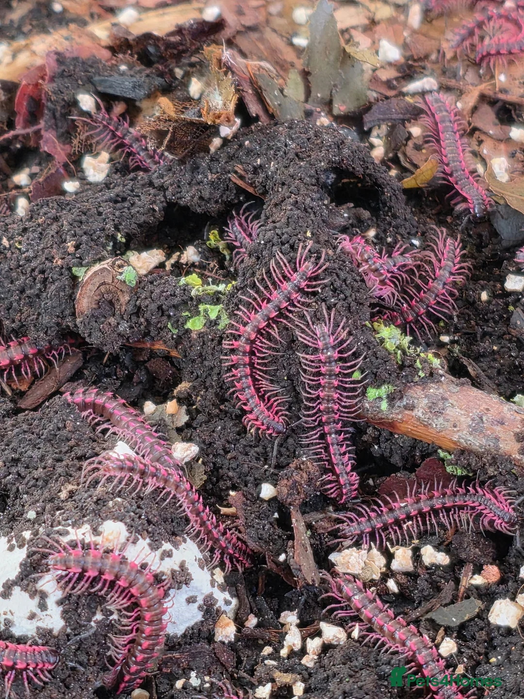 Millipedes invertebrates for sale: Pink Dragon Millipedes  - Advert 1