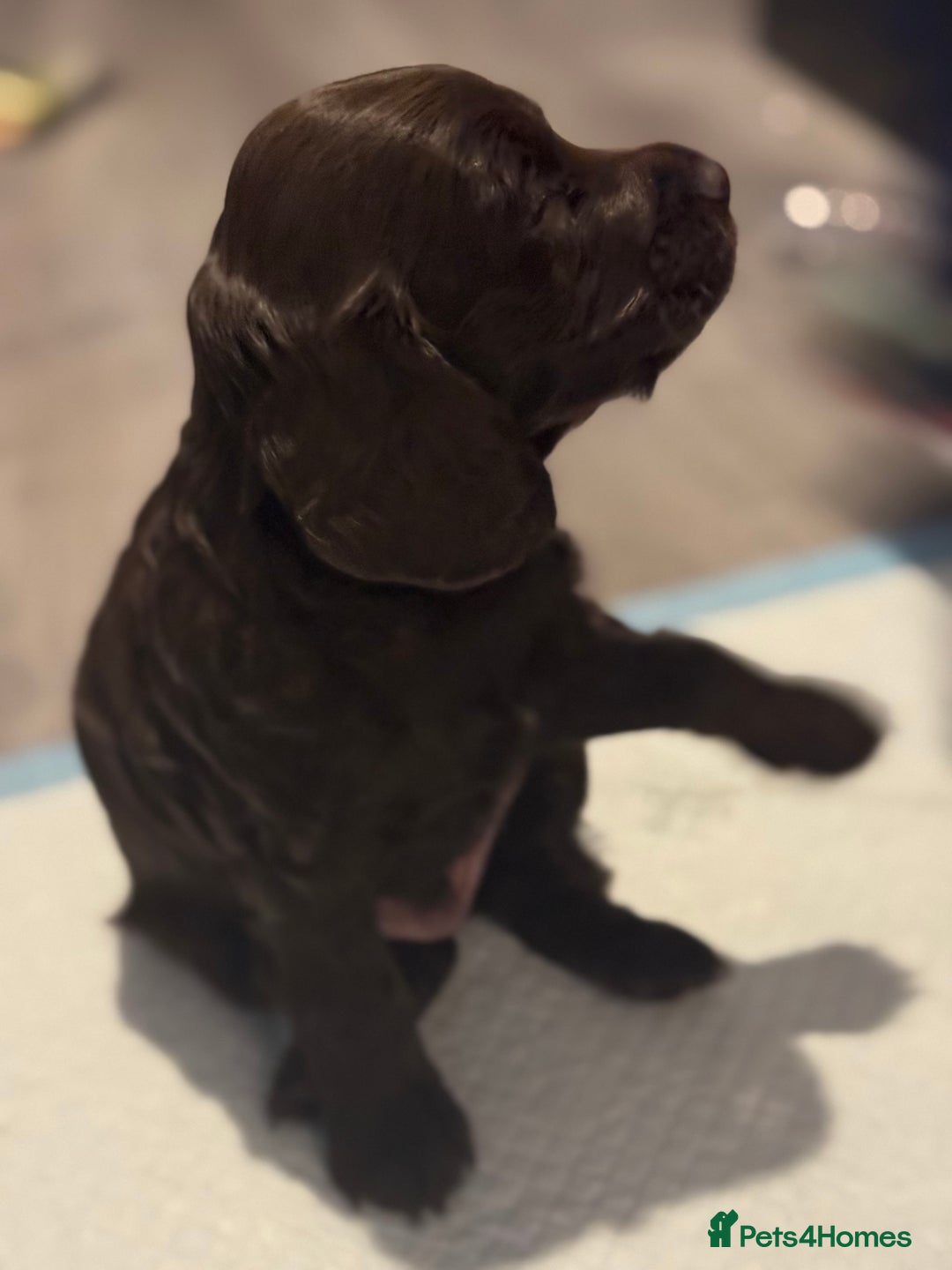 Cockapoo dogs for sale: F1b cockpoo puppies looking for forever homes.  - Advert 20