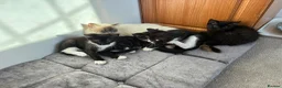 Mixed Breed cats for sale: Ragdoll cross Tiger Tabby kittens in Chichester - Advert 9