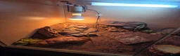 Gecko reptiles for sale: 3 Dune Geckos (Stenodactylus S) + Complete Setup - Advert 8