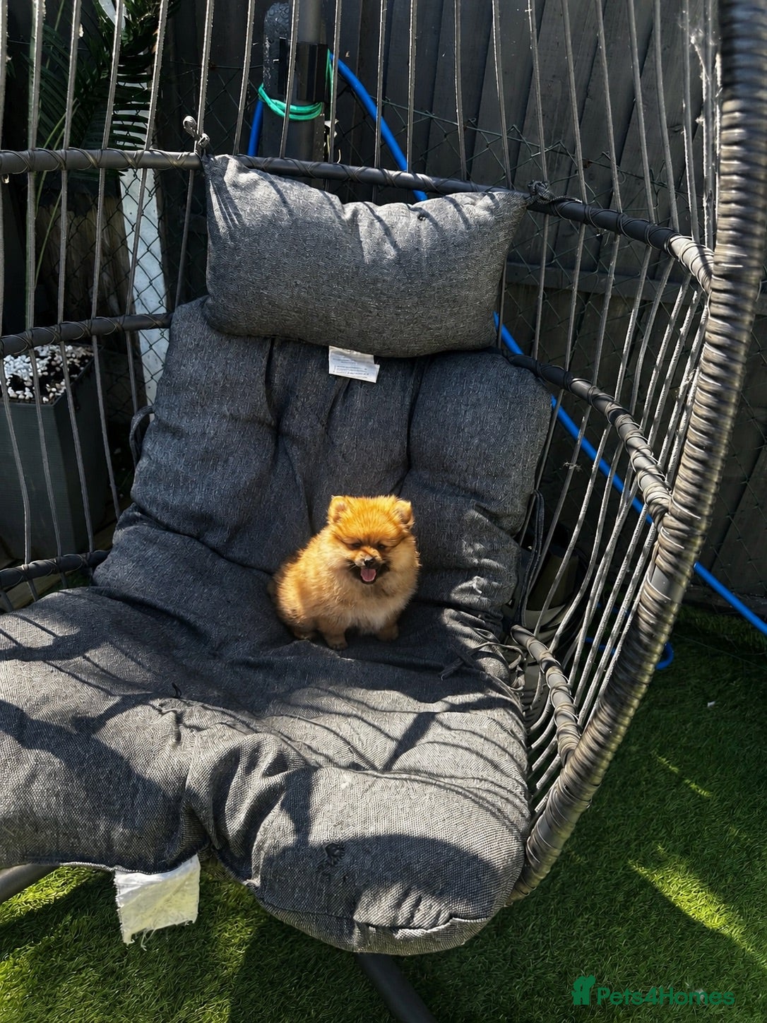 Pomeranian dogs Pomeranian female puppies 9 weeks - Teddy bear  - Advert 14