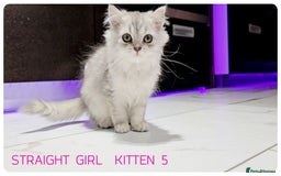 Scottish Fold cats for sale: SCOTTISH FOLD KITTENS (DELIVERY  AVAILABLE) - Image 11