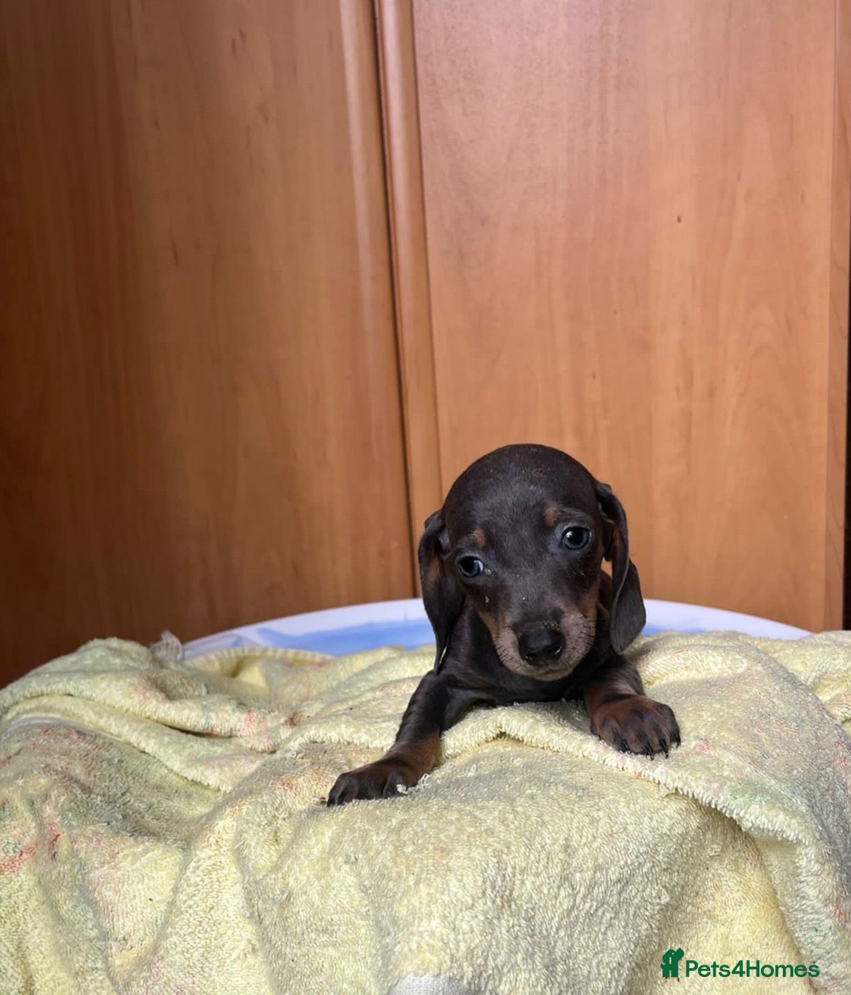 Miniature Dachshund dogs Dachshund puppies for sale - Advert 7