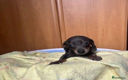 Miniature Dachshund dogs for sale: Miniature dachshund puppies for sale - Image 1