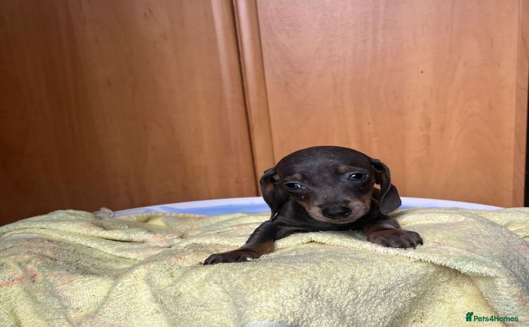 Miniature Dachshund dogs - Advert 1