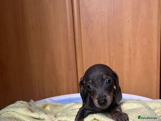 Miniature Dachshund dogs - Advert 33