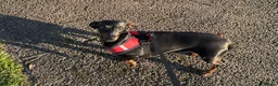 Dachshund dogs for sale: Miniature Daushund Dino 4 Years old - Advert 6