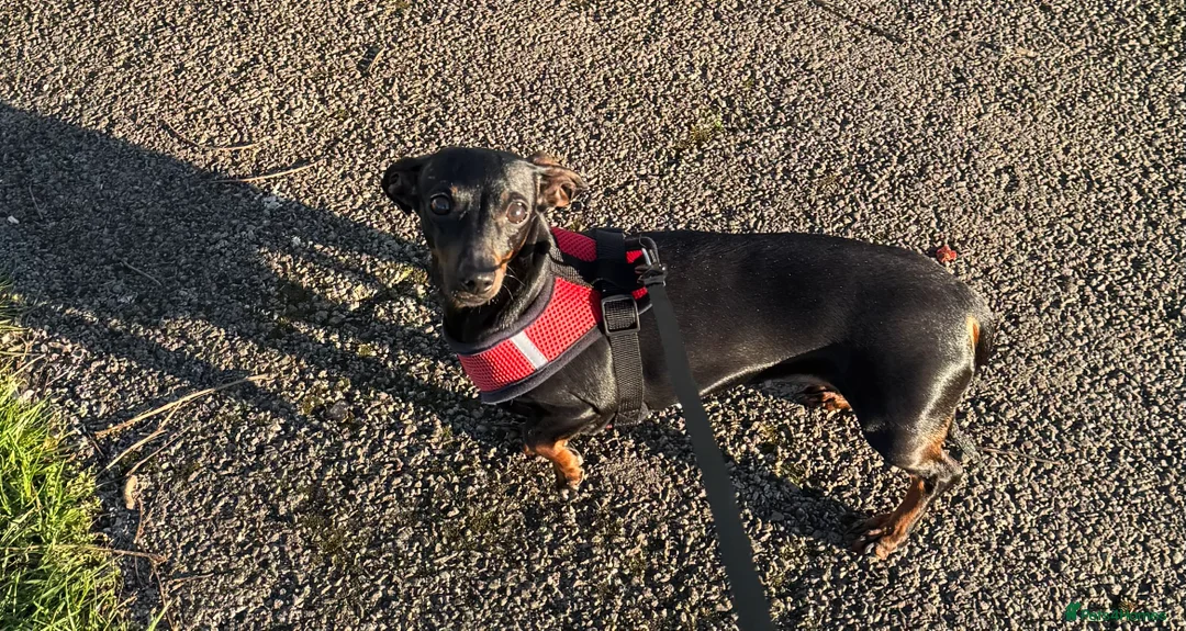 Dachshund dogs for sale: Miniature Daushund Dino 4 Years old - Advert 6