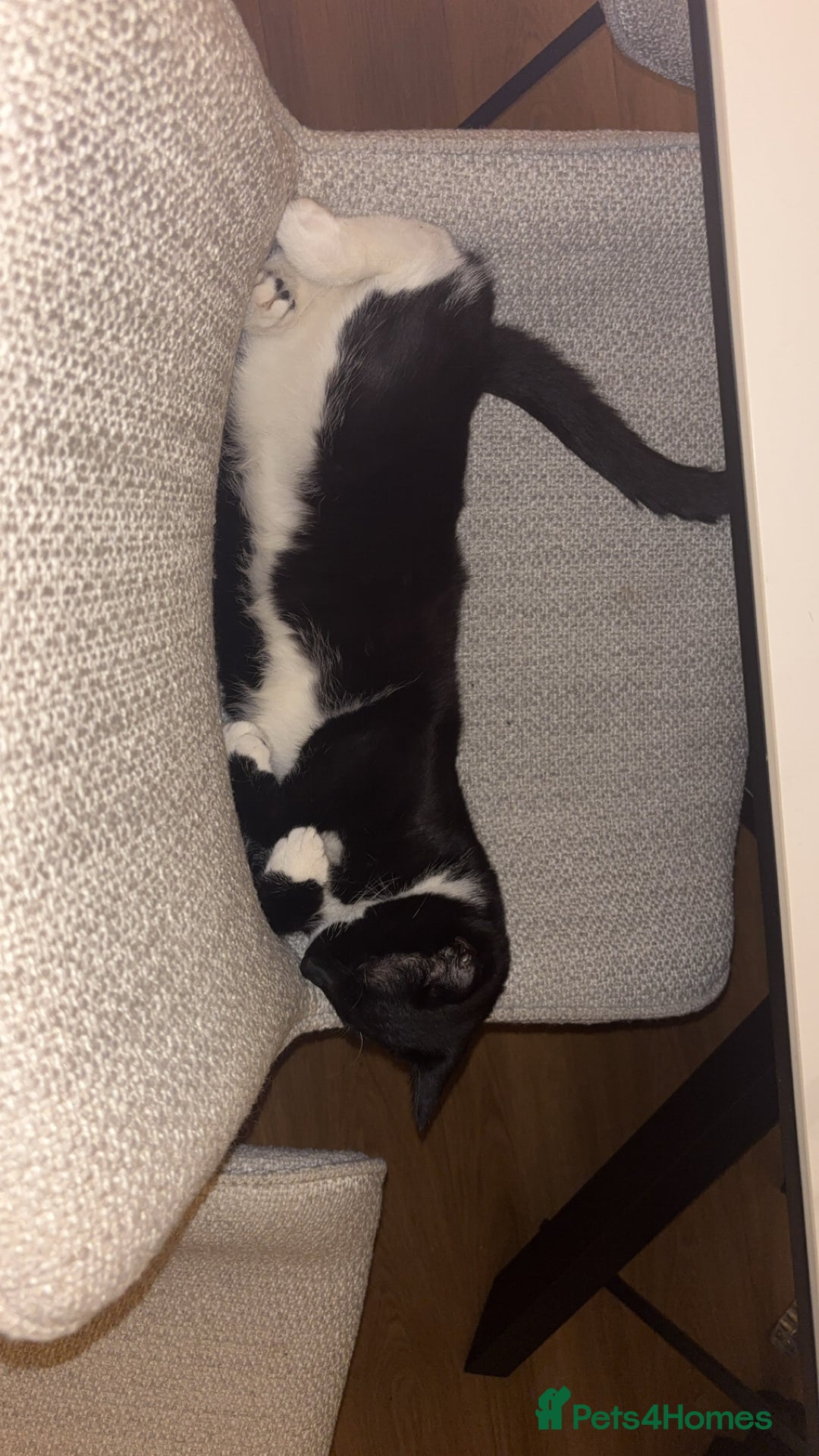 British Shorthair cats for sale: Ace tuxedo boy  - Image 1