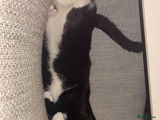 British Shorthair cats - Advert 3