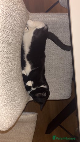 British Shorthair cats - Advert 4