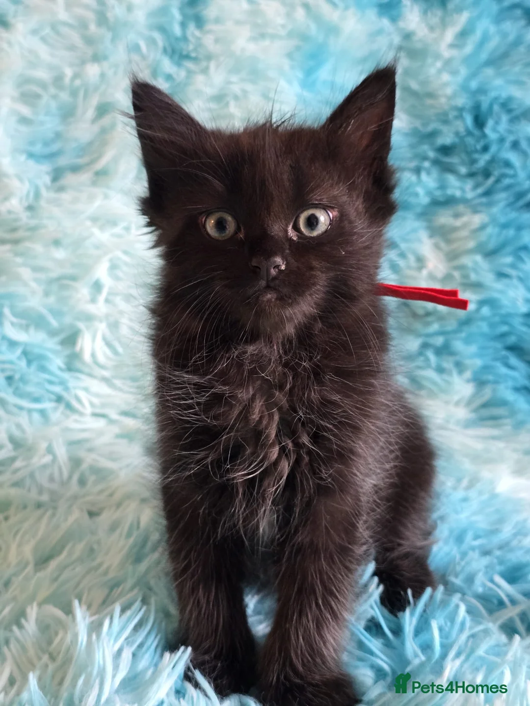 Mixed Breed cats for sale: Beautiful Long Hair Blue-Eyed Kittens  - Advert 2