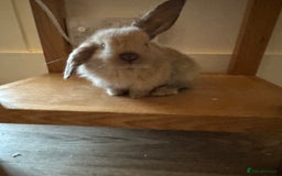 French Lop rabbits for sale: 8 week old lop girls  - Image 2