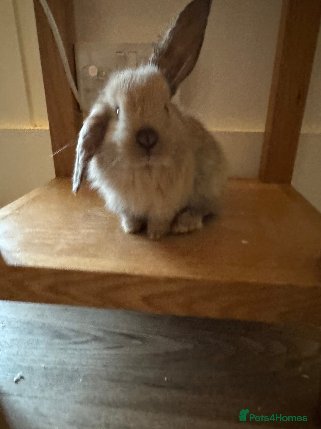 French Lop rabbits for sale: 8 week old lop girls  - Image 2