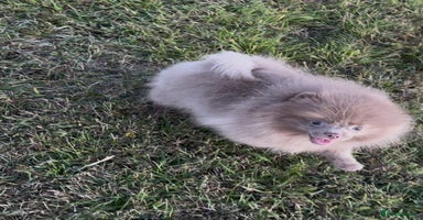 Pomeranian dogs - Advert 2
