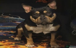 American Bully dogs for sale: Female full pedigree pocket bully - Image 1