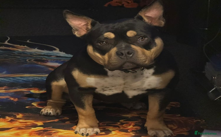 American Bully dogs - Advert 2