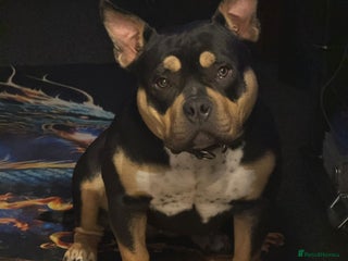 American Bully dogs - Advert 26
