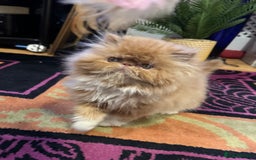 Persian cats for sale: Beautiful red/white pedigree Persian male kitten - Image 17