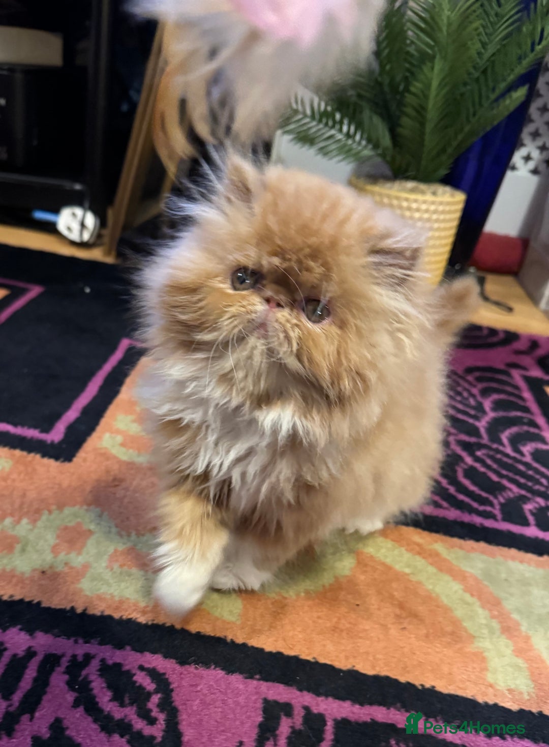 Persian cats for sale: Beautiful red/white pedigree Persian male kitten - Image 17