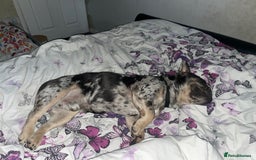 French Bulldog dogs for stud: French bull dog Merle stud  - Image 2