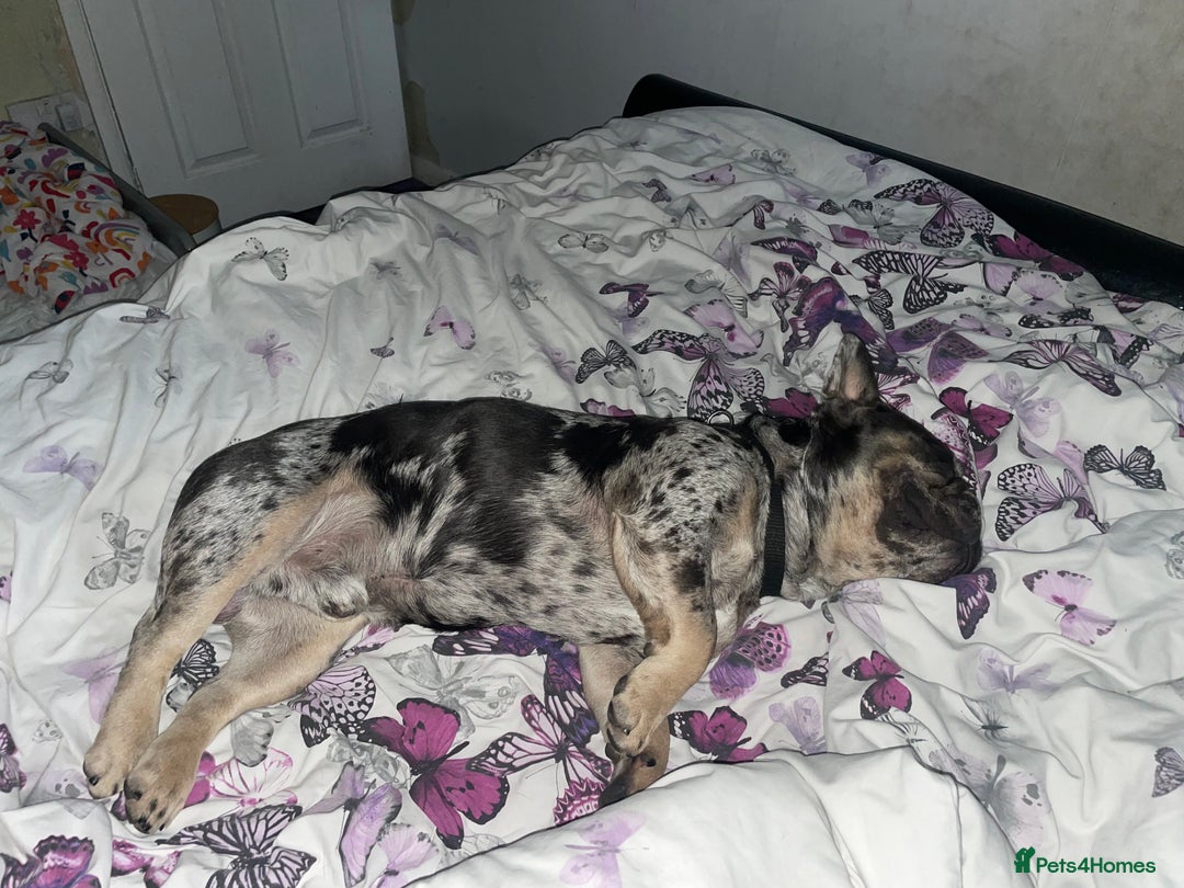 French Bulldog dogs for stud: French bull dog Merle stud  - Image 2