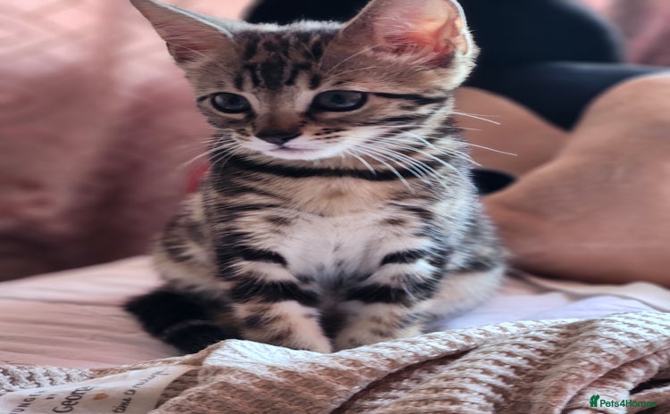 Bengal cats - Advert 13