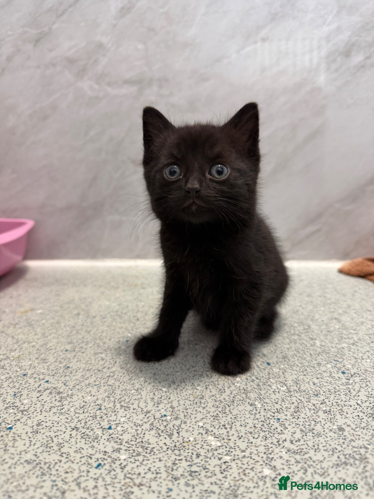 Mixed Breed cats for sale: Male Kittens  - Advert 12