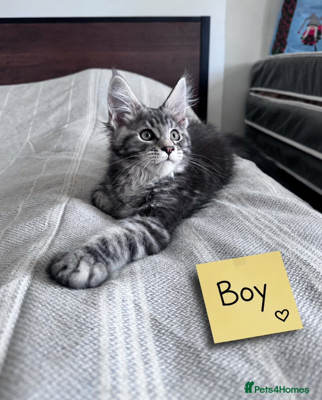 Maine Coon cats Maine coon active male and female - Advert 1