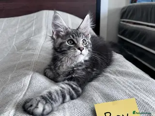 Maine Coon cats Maine coon active male and female - Advert 3