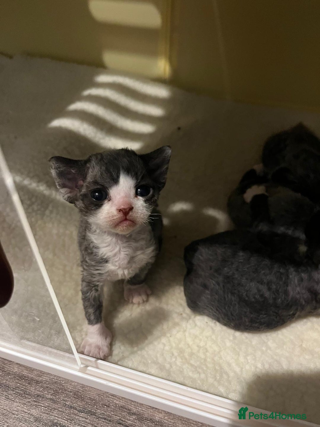 Devon Rex cats for sale: *SOLD*I am taking reservations for my next litter - Image 6