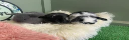 Mini Lop rabbits for sale: Baby Mini Lop Rabbits - Ready 19th August - Advert 9
